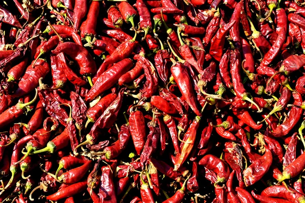 Chili pepper — Stock fotografie