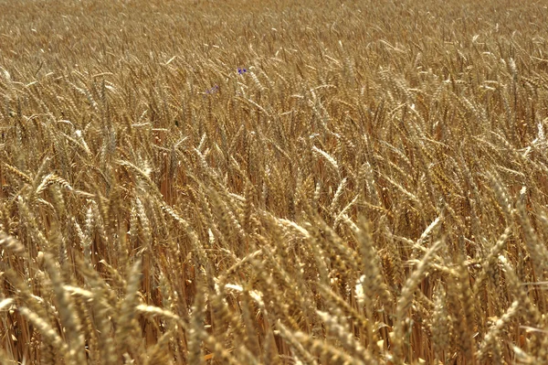 Wheat field — Stock Photo, Image