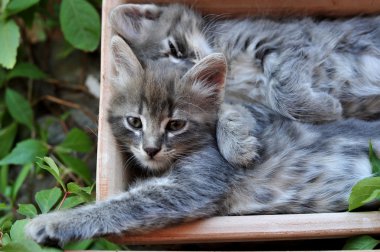şirin kedi yavrusu