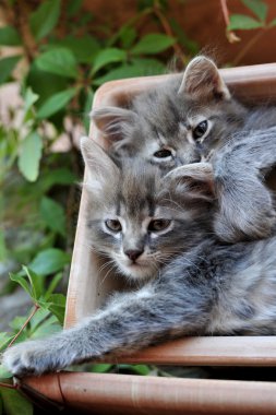 şirin kedi yavrusu