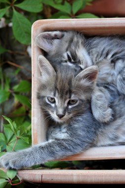 şirin kedi yavrusu