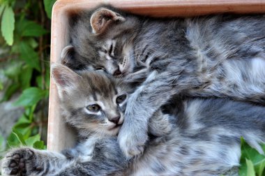 şirin kedi yavrusu