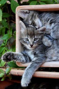 şirin kedi yavrusu