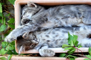 şirin kedi yavrusu