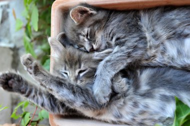 şirin kedi yavrusu