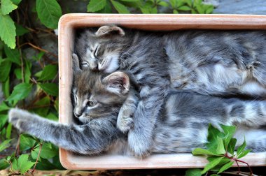 şirin kedi yavrusu