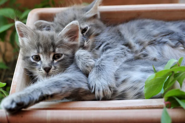 şirin kedi yavrusu