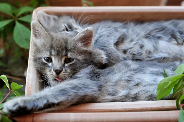 Leuk Katje — Stockfoto