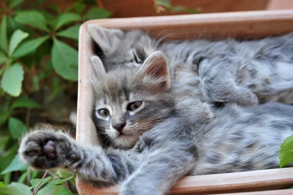 Cute kitten — Stock Photo, Image