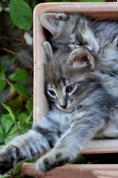 Cute kitten — Stock Photo, Image