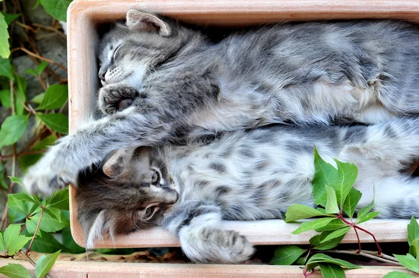 Leuk Katje — Stockfoto