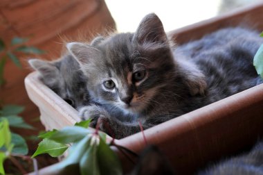 şirin kedi yavrusu