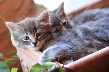 şirin kedi yavrusu