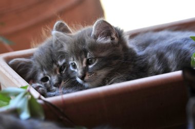 şirin kedi yavrusu
