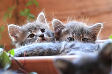şirin kedi yavrusu