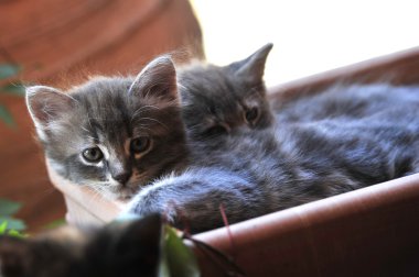 şirin kedi yavrusu