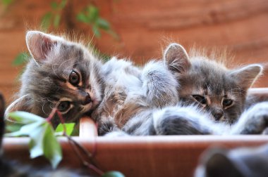 şirin kedi yavrusu