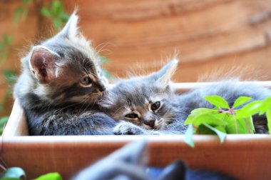 şirin kedi yavrusu