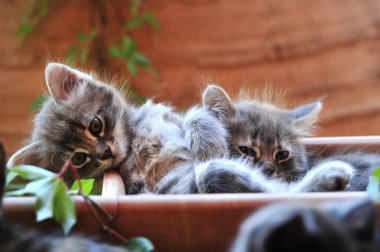 şirin kedi yavrusu