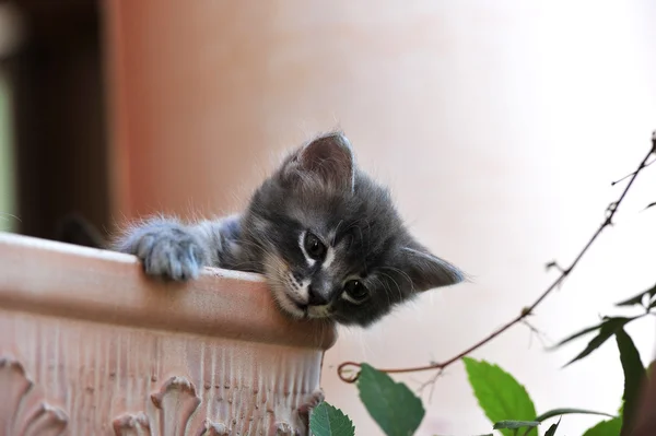 Χαριτωμένο γατάκι — Φωτογραφία Αρχείου