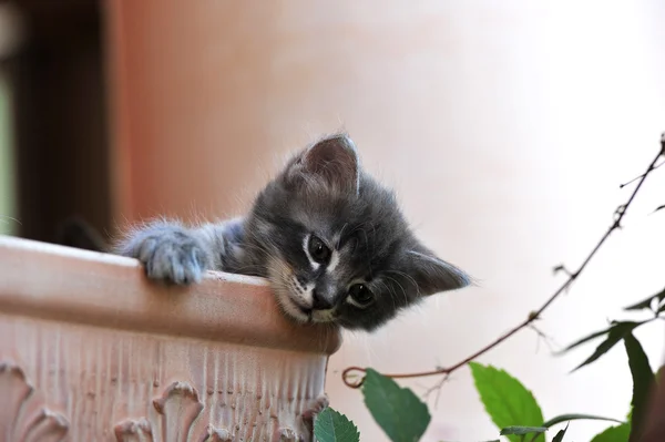 Leuk Katje — Stockfoto