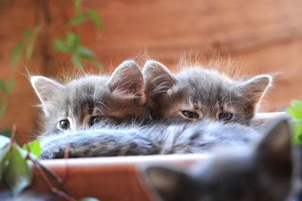 Şirin kedi yavrusu Telifsiz Stok Imajlar