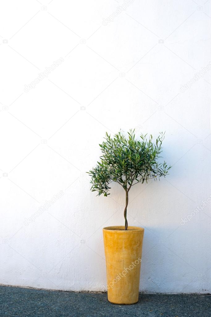 Young olive tree