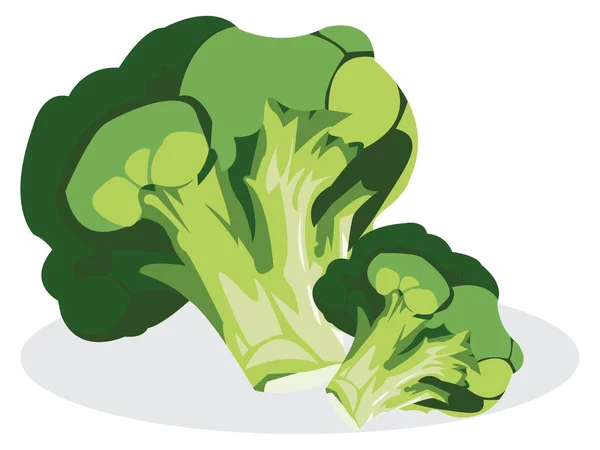 Verse Broccoli Geïsoleerd Witte Achtergrond — Stockvector