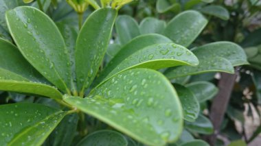 Çiylerle kaplı yeşil yapraklar