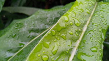 yeşil yapraklar çiğ damlalarıyla kaplı