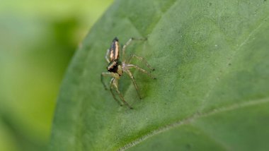 Yaprağın üzerinde zıplayan küçük örümcek