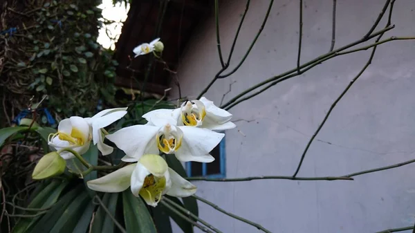 Макро Фото Білої Орхідеї Фалаєнопсис — стокове фото