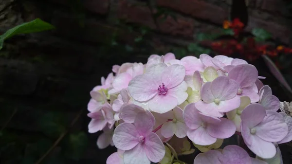 Садовий Флокс Phlox Paniculata Квіти Літа — стокове фото
