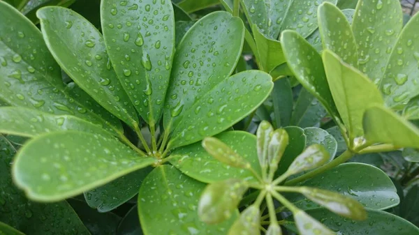 Přední Pohled Zelené Listy Pokryté Kapkami Rosy — Stock fotografie