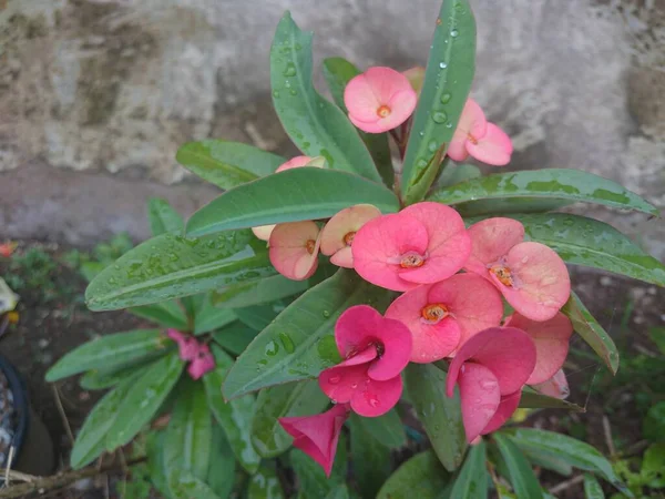 Primer Plano Corona Espinas Flor Roja — Foto de Stock