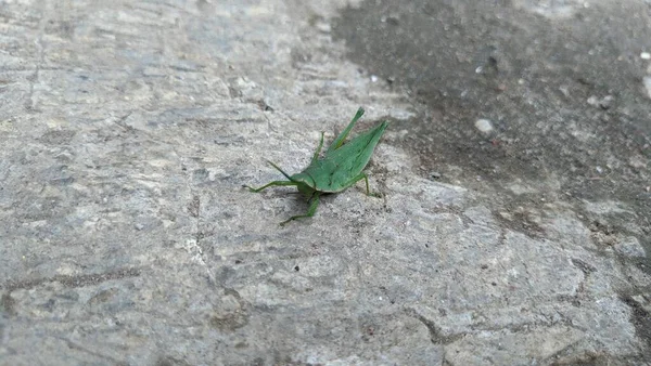 Nahaufnahme Einer Heuschrecke Auf Einem Felsen — Stockfoto