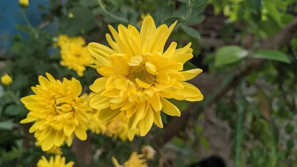 Цветы Желтого Ромашки Саду — стоковое фото