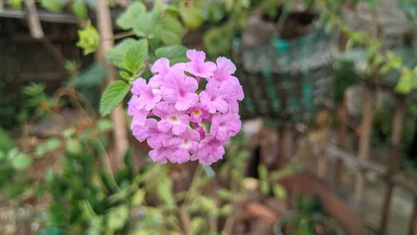 Linda Flor Jardim Flor Phlox Paniculata — Fotografia de Stock