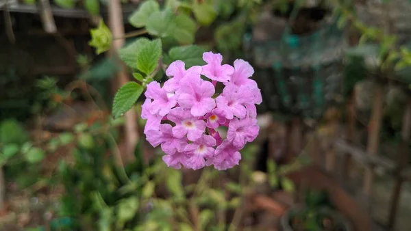 园中的紫花 花的花序 — 图库照片