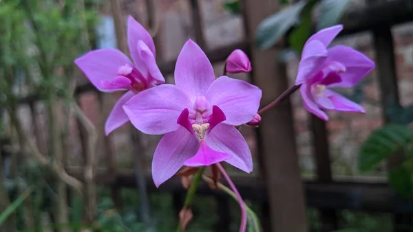 Beautiful Purple Orchid Flower Blooming — Stock Photo, Image