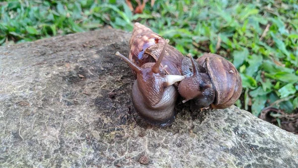 White Penis Long Tube Snail Snail Love — Photo