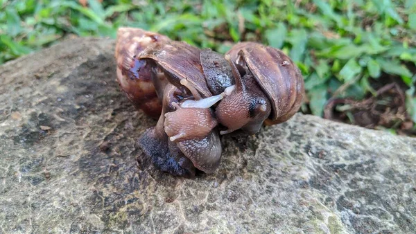 Escargots Mariage Avec Des Escargots Baiser — Photo