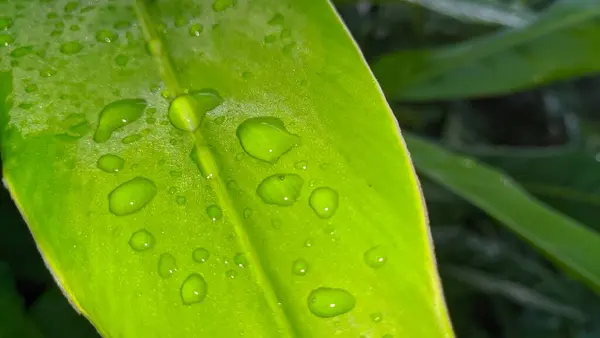 Капли Воды Зеленый Лист — стоковое фото