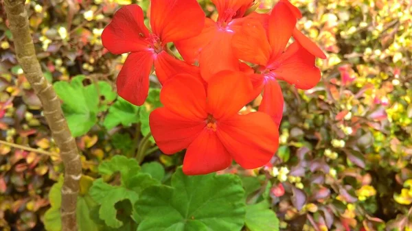 Hermosos Geranios Rojos Floreciendo Jardín —  Fotos de Stock