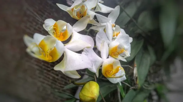 Makrofoto Der Weißen Orchidee Phalaenopsis — Stockfoto