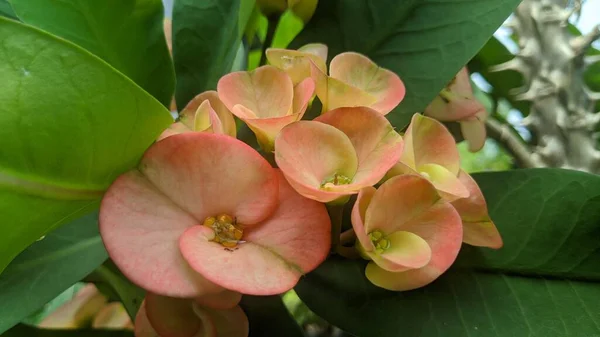 Nahaufnahme Der Dornenkrone Gelbe Blume — Stockfoto