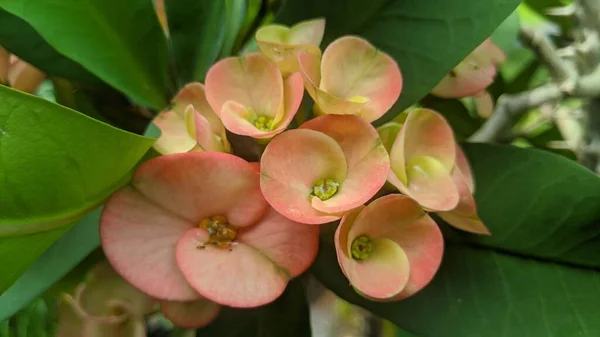 Nahaufnahme Der Dornenkrone Gelbe Blume — Stockfoto