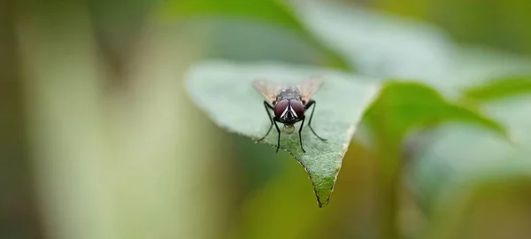 Eine Sehr Einzigartige Kleine Insektenfliege Mit Sehr Scharfen Augen — Stockfoto