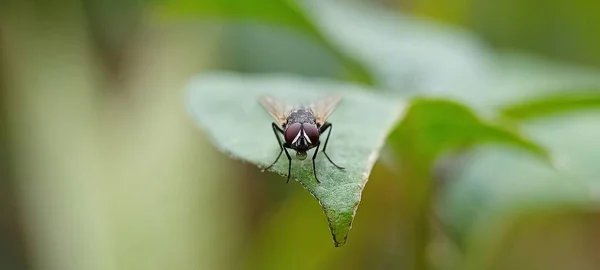 Eine Sehr Einzigartige Kleine Insektenfliege Mit Sehr Scharfen Augen — Stockfoto