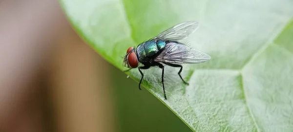 Green Bottle Fly Lalat Hijau — Stock Photo, Image